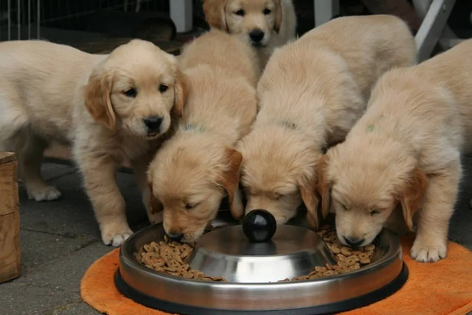 Pic 5 Golden retriever puppies eating