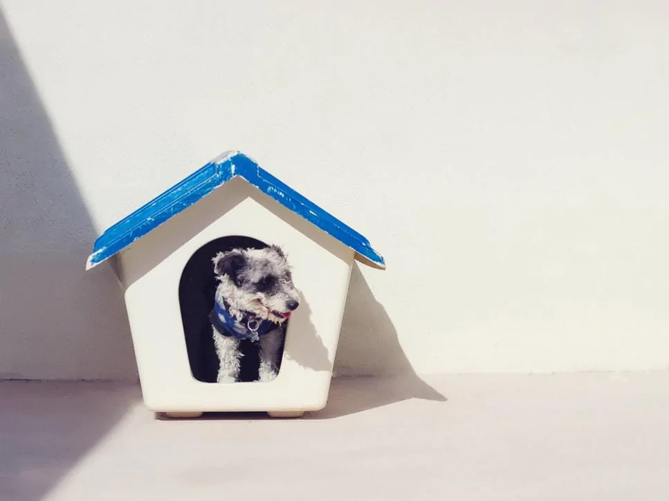 Pic 5 a dog in a small doghouse with a blue roof