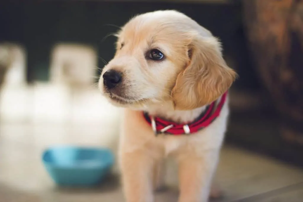 Pic 5 a golden retriever puppy with a red collar