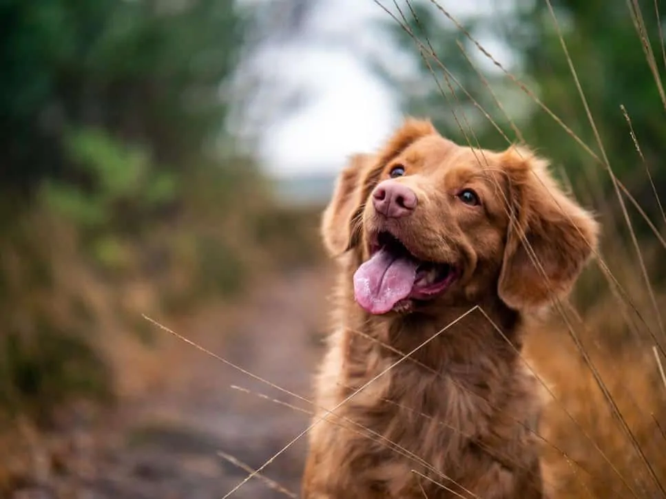 Pic 5 a happy brown dog outside