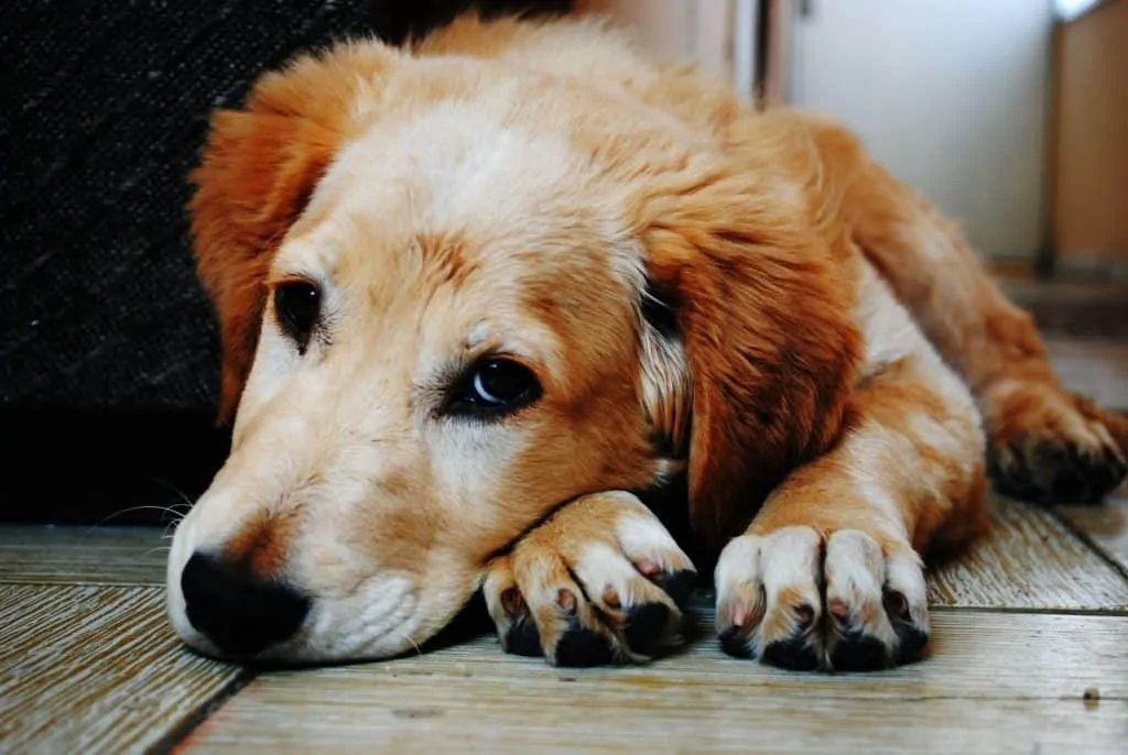 Pic 5 a lab lays on a wooden floor