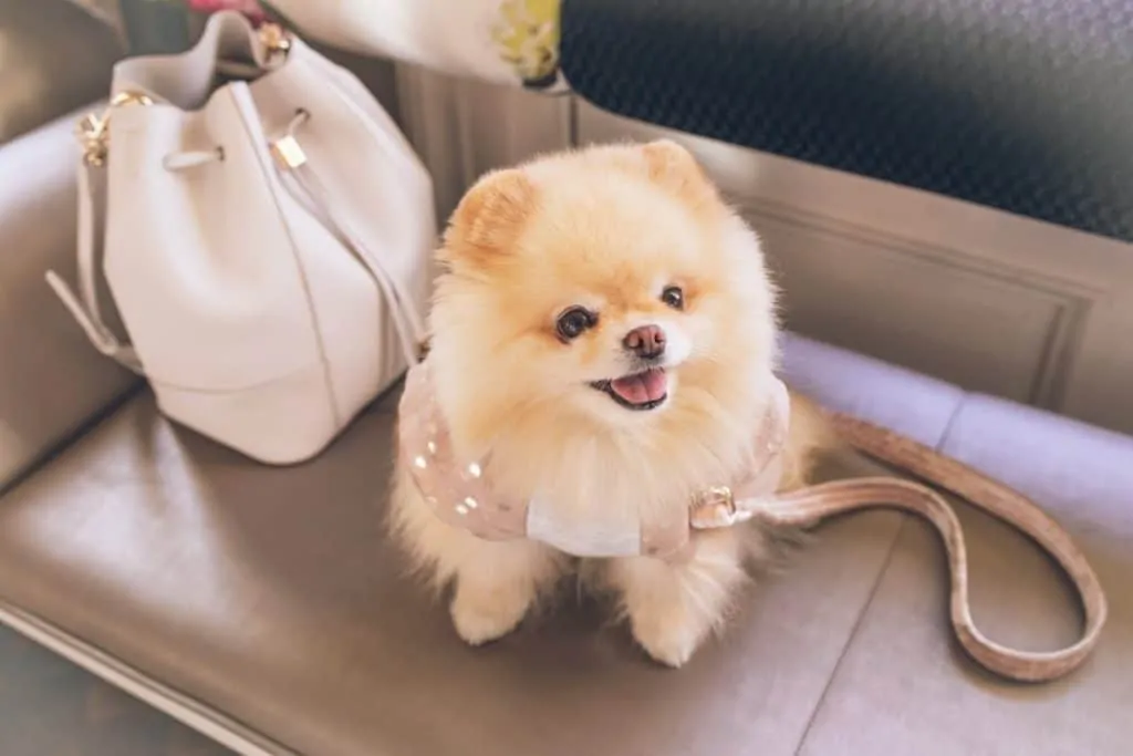 Pic 5 a pomeranian next to a pink purse