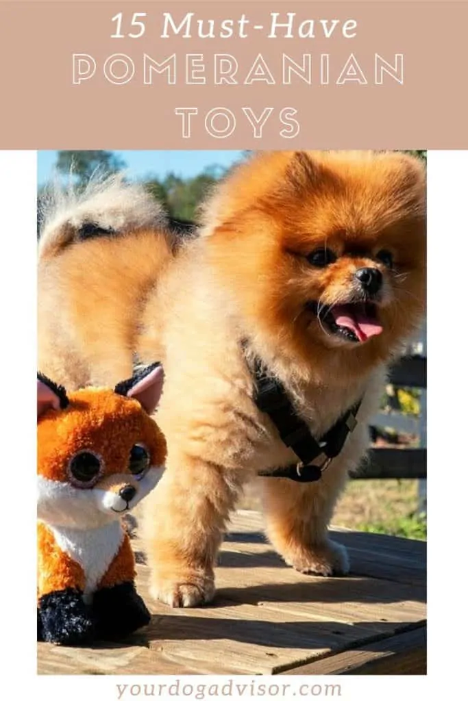 Pomeranian Toy Canva Image