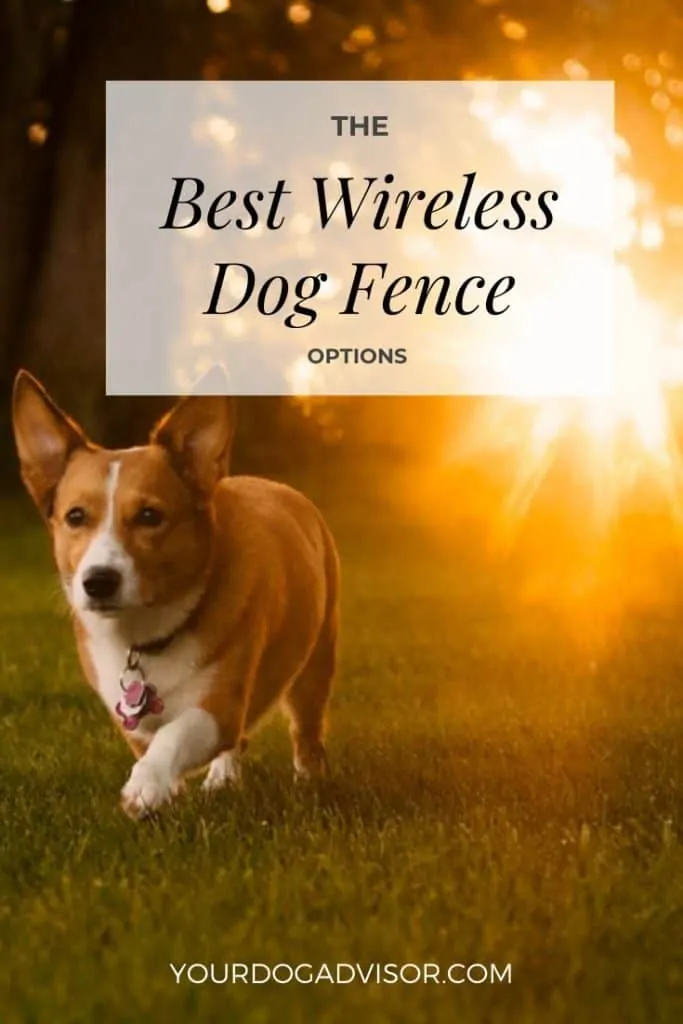 Wireless Dog Fence Canva Image