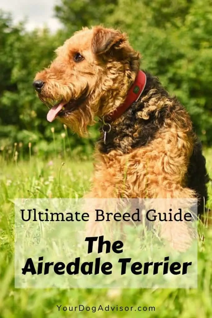 airdale terrier