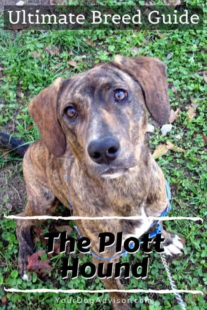 canva image plott hound