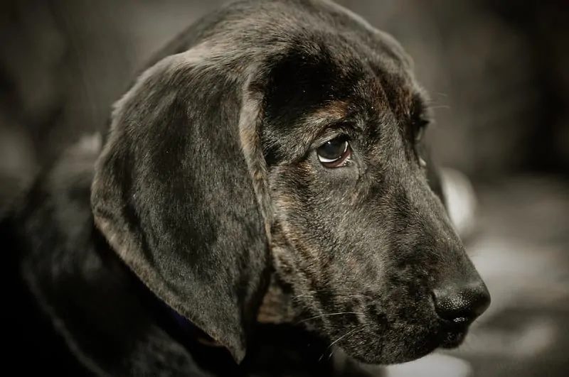 pic 1 close up plott hound face