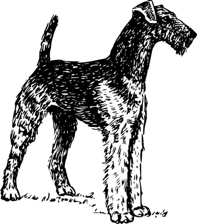 pic 2 airedale terrier drawing