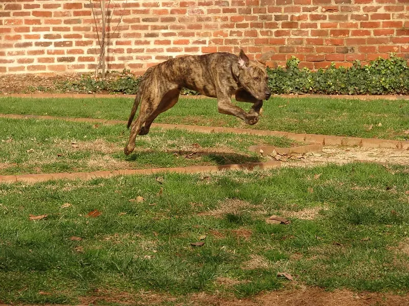 pic 2 plott hound leaping through grass