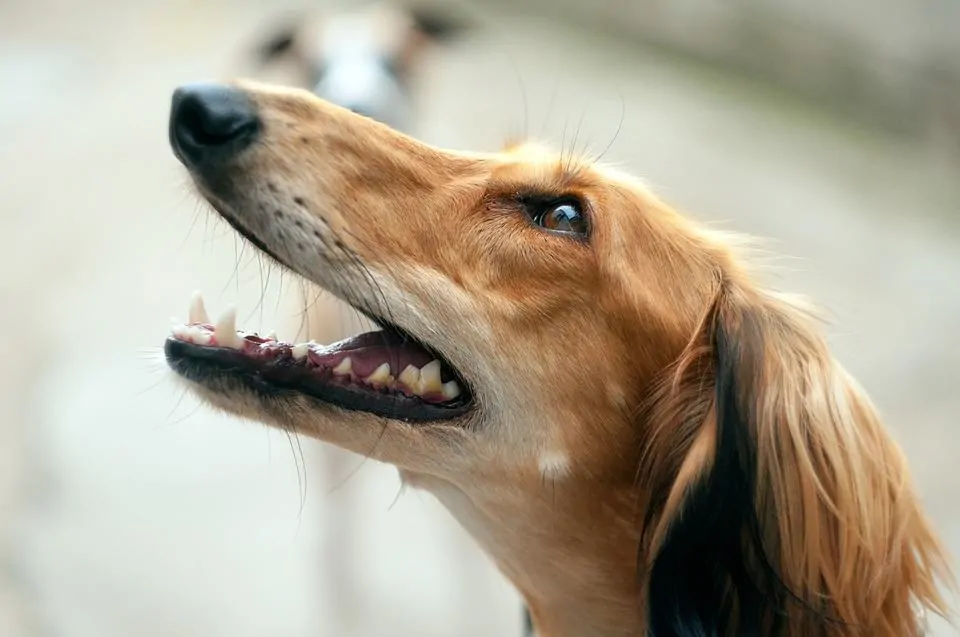 pic 2 red saluki up close of face