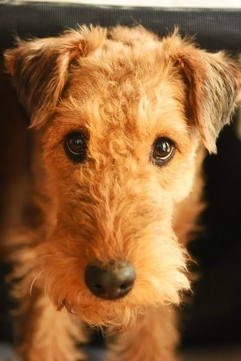 pic 3 airedale terrier up close on face