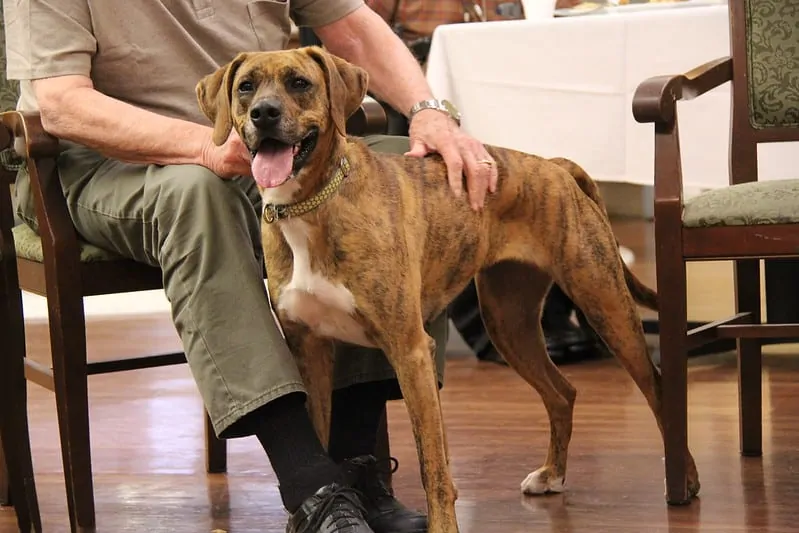 pic 3 plott hound getting love