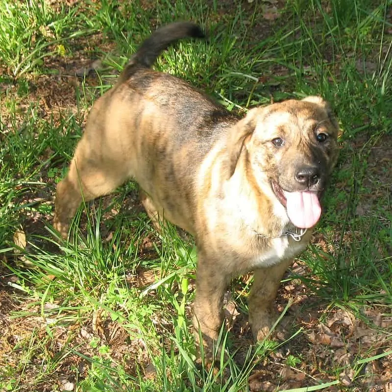 pic 4 plott hound puppy