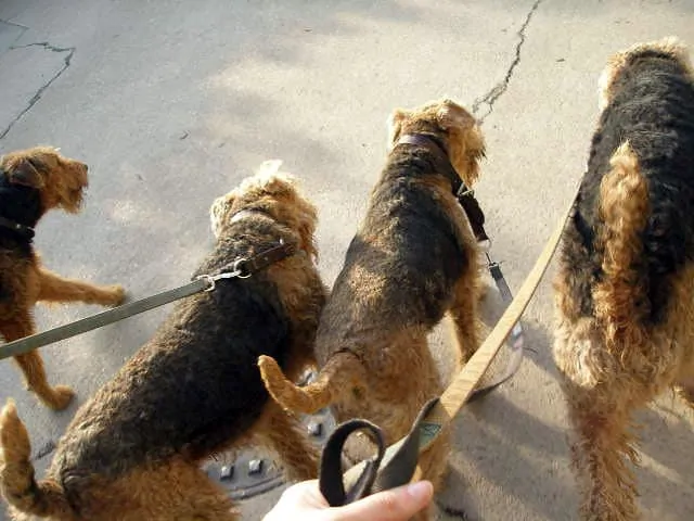 pic 5 airedale terries on walk