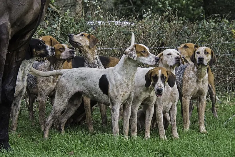 pic 5 staghounds