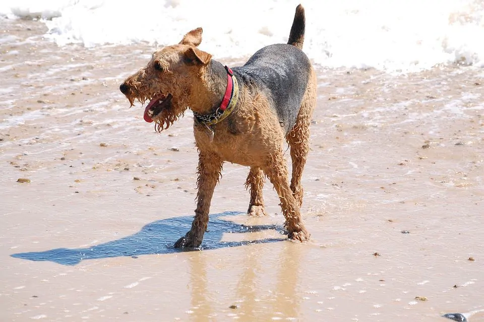 pic 6 airedale terrier walking in waves