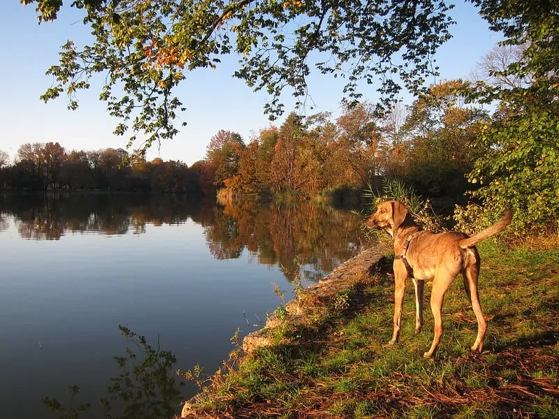 pic 6 plott hound by pond