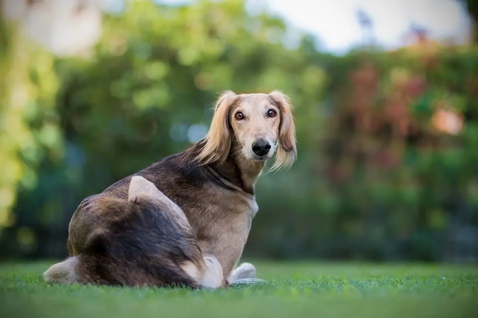 pic 6 saluki laying on lawn