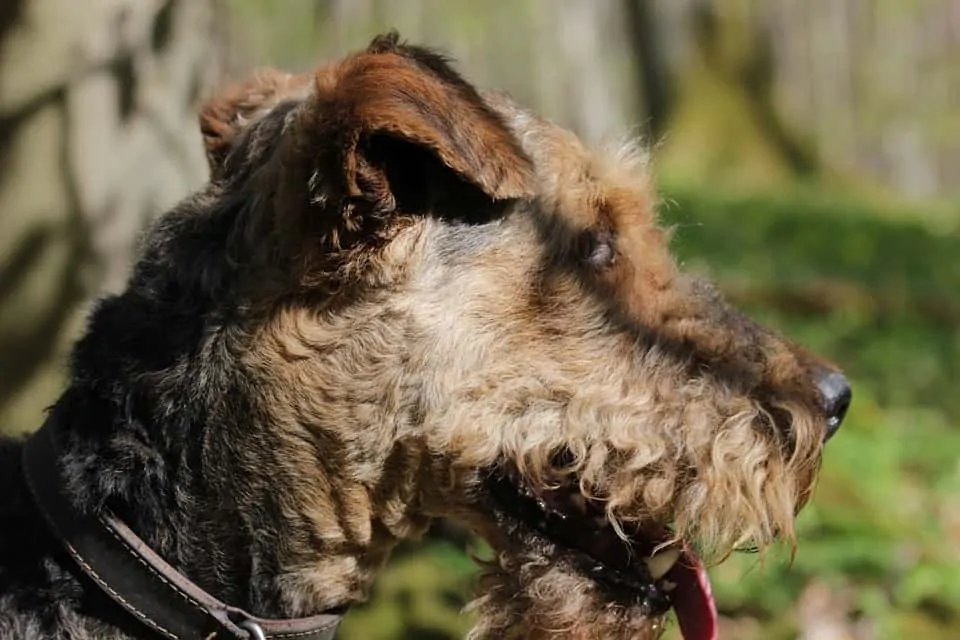 pic 7 airedale terrier looking into the distance