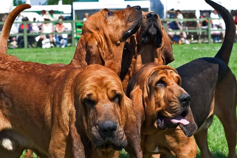 pic 7 bloodhounds