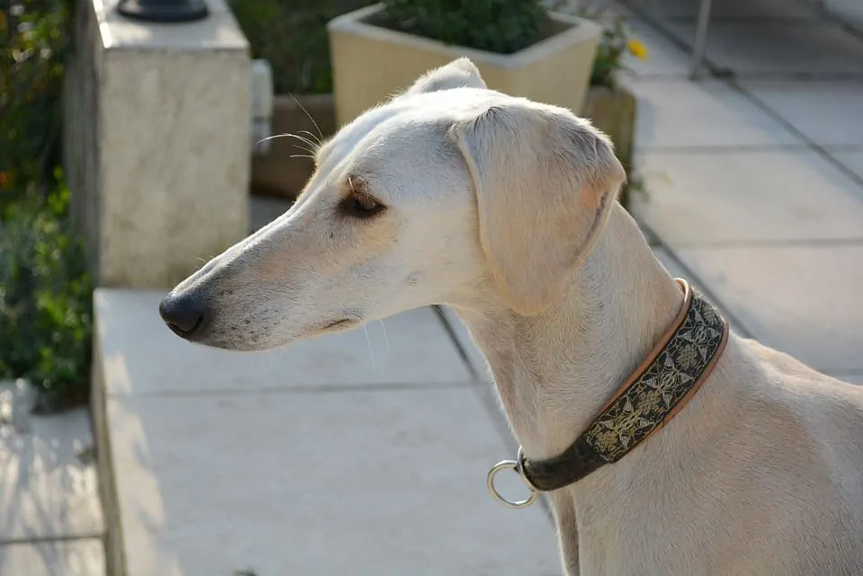 pic 8 smooth coat saluki