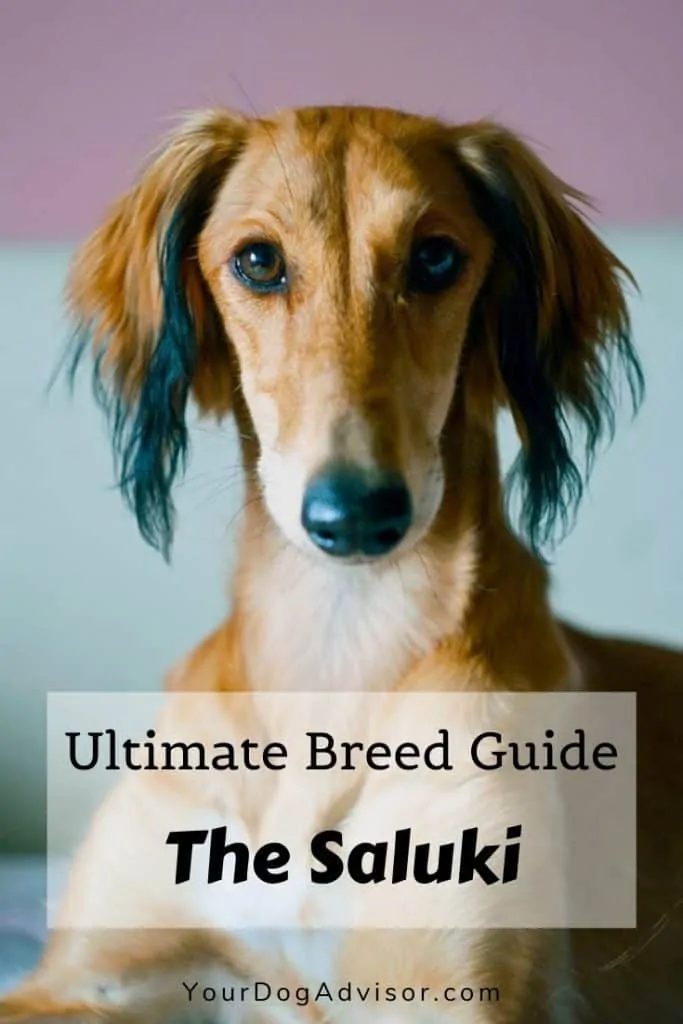 saluki breed information