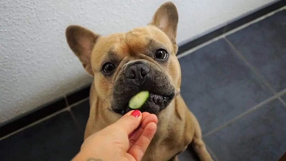 1 dog getting a veggie treat