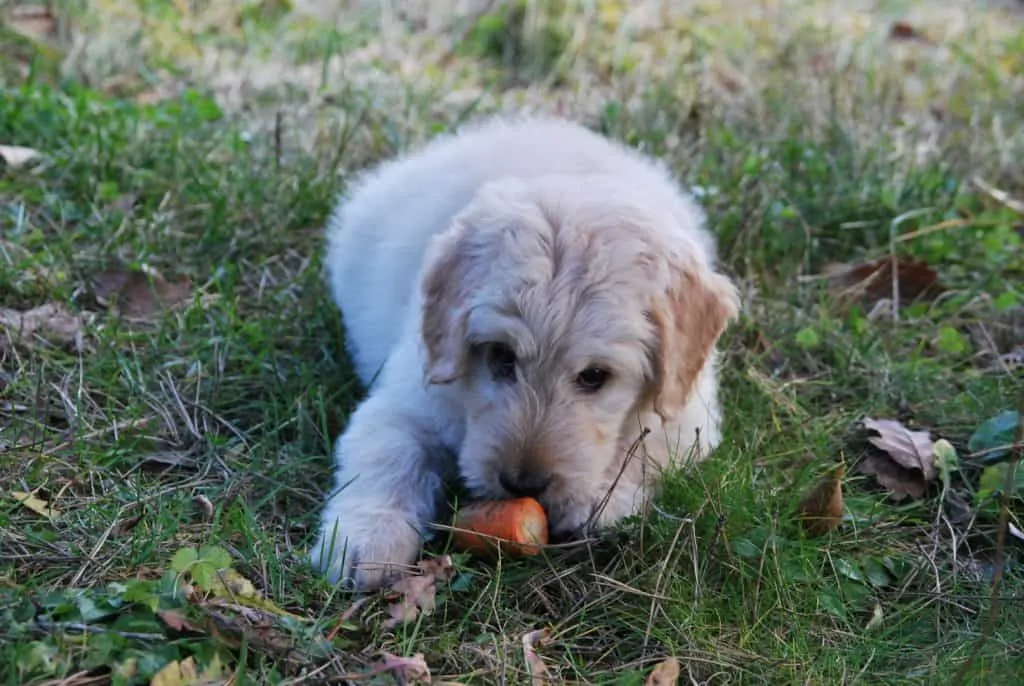 4 dog eating a carrot