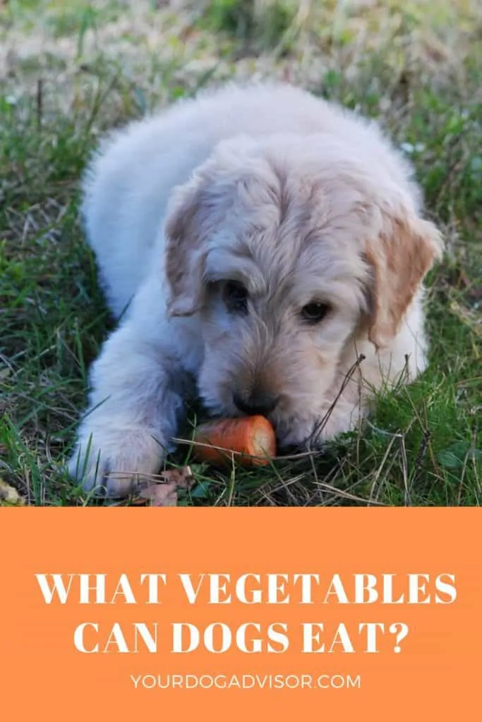 9 what vegetables can dogs eat