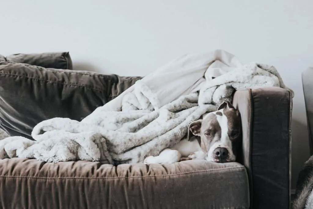 A dog sleeps on a couch under blankets