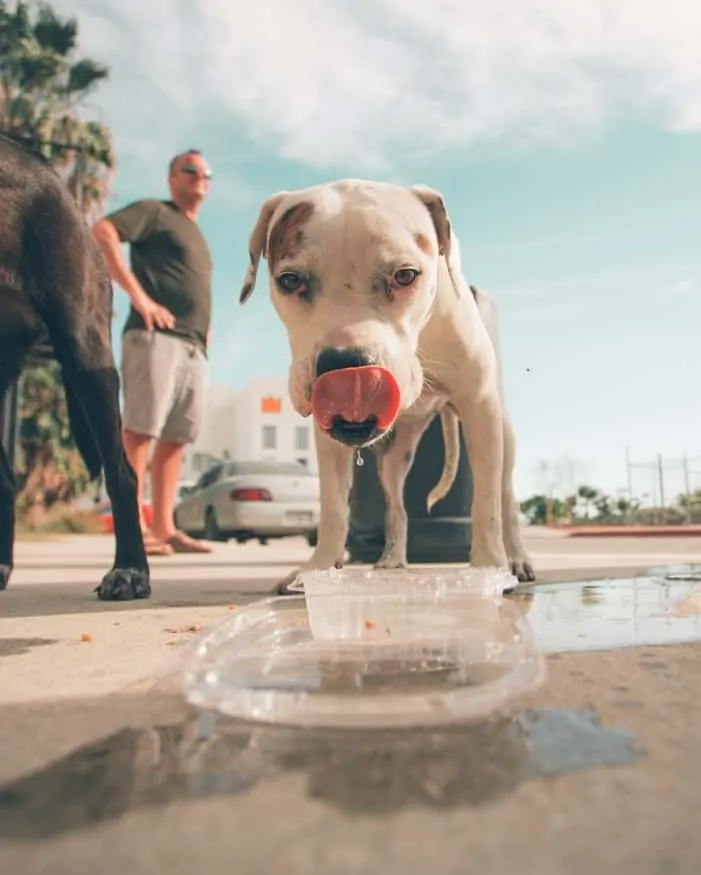 Pic 2 a Pitbull eating from a plastic container outside