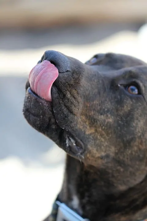 Pic 3 a brindle Pitbull licks his lips