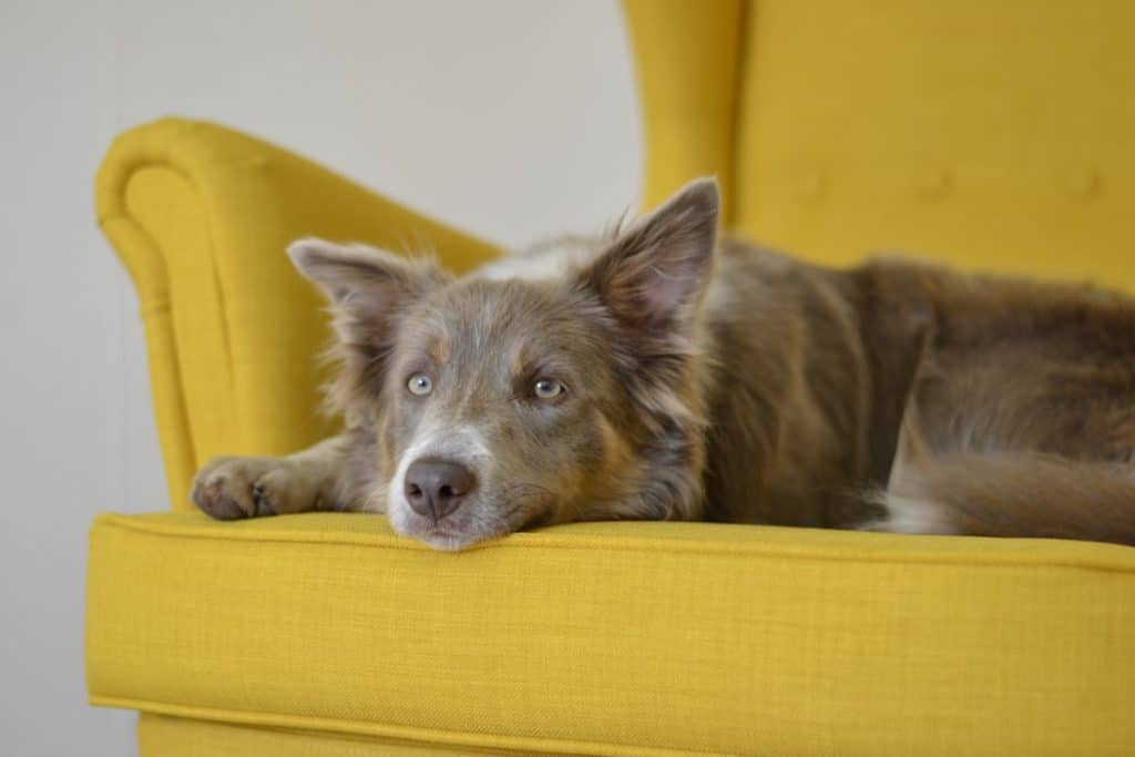 Pic 3 a brown dog on a yellow couch