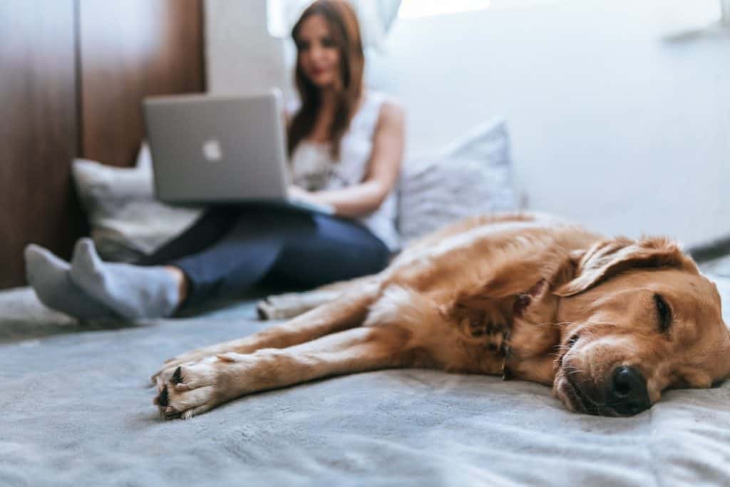 best cooling mat for large dogs