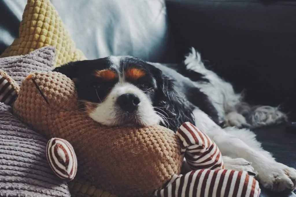 Pic 4 A cavalier king charels spaniel and a toy