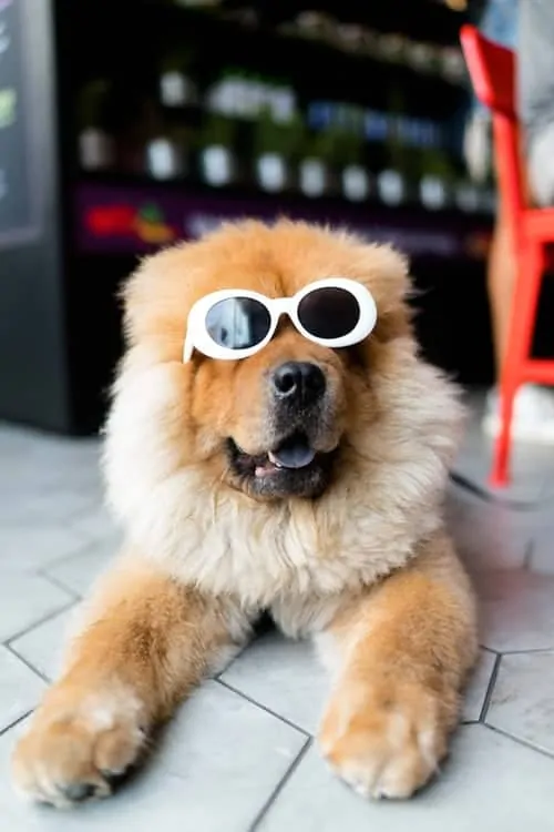 Pic 4 a furry brown dog with sunglasses