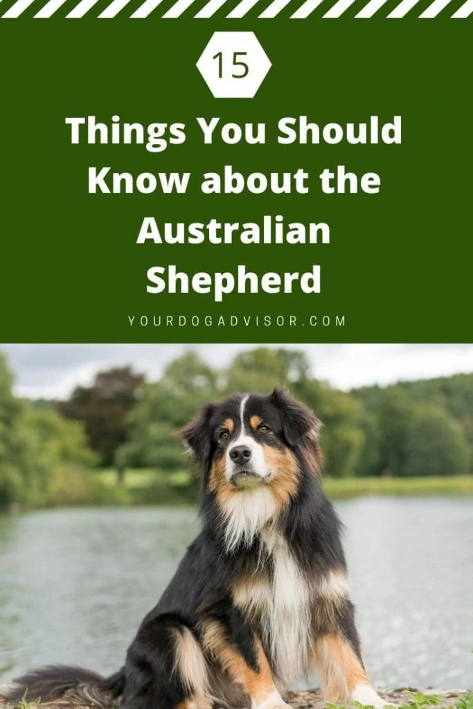 australian shepherd