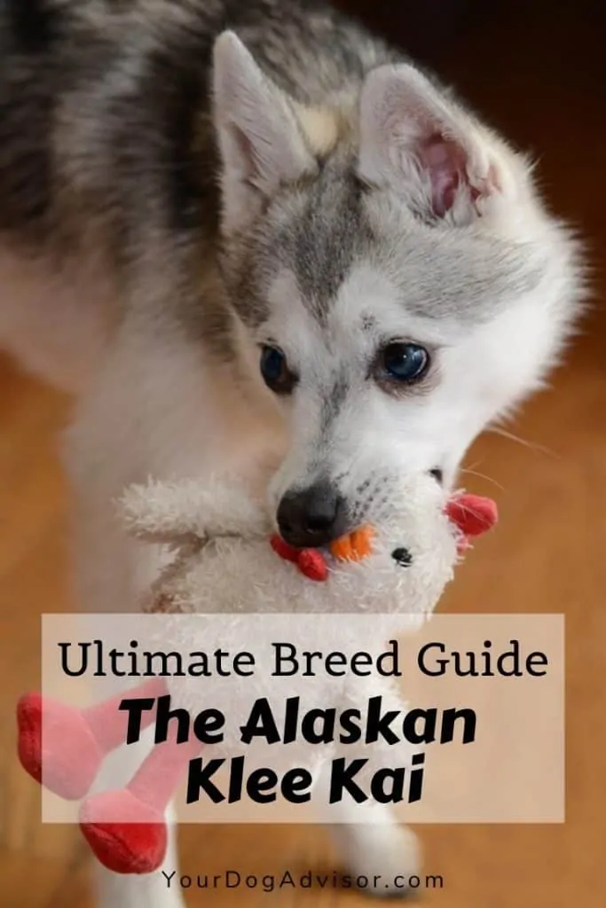 Alaskan Klee Kai Dog Breed Information - Showsight