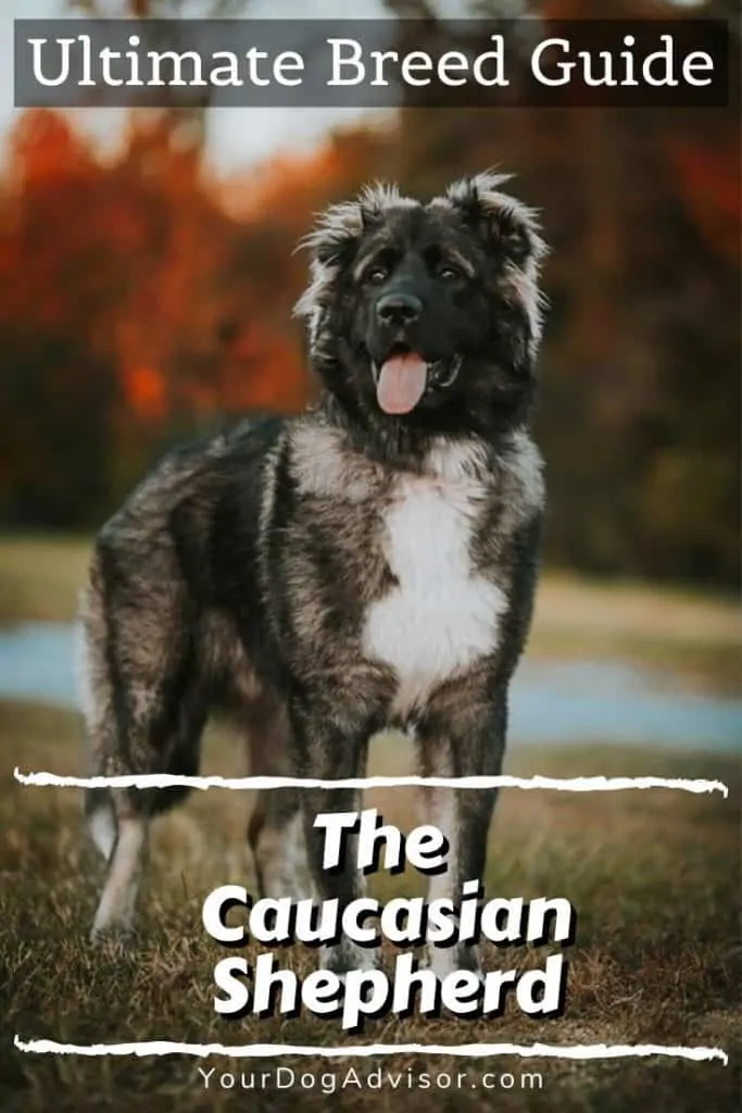 canva image caucasian shepherd