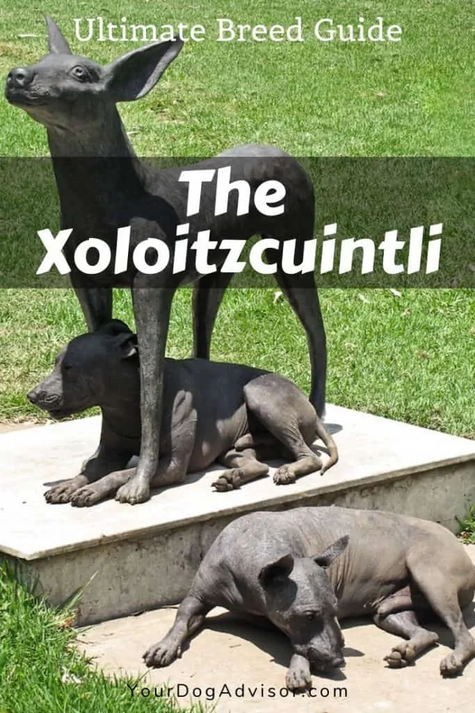 canva image xoloitzcuntli