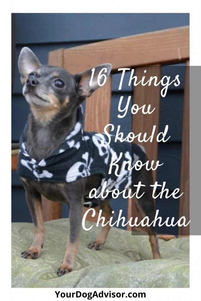 chihuahua