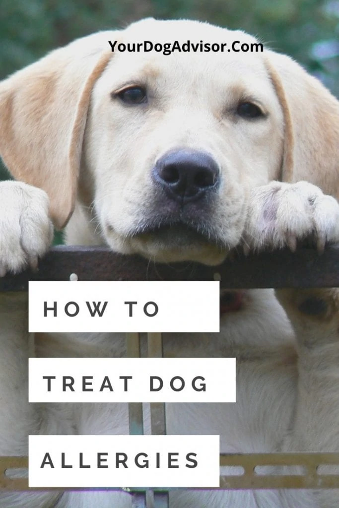 Dog Allergies By Yourdogadvisor Com Baked Cravings