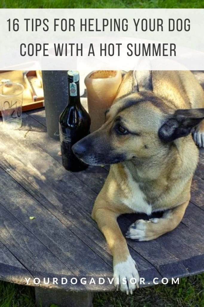 dog cope with hot summer