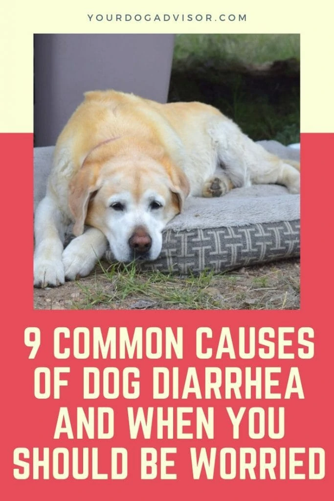 dog diarrhea