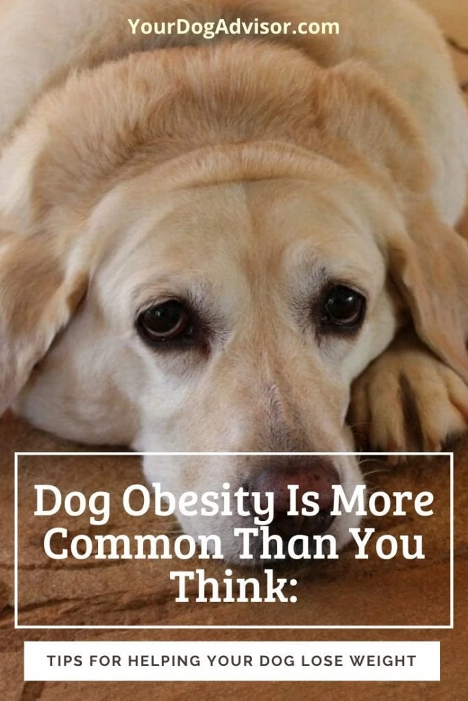 dog obesity