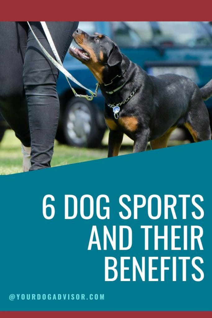 6 Dog Sports and Their Benefits Your Dog Advisor