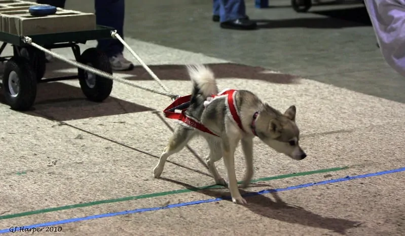 pic 1 alaskan klee kai pulling cart