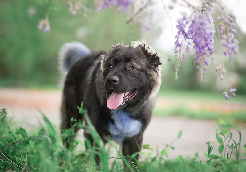 pic 1 caucasian shepherd in purple flowers