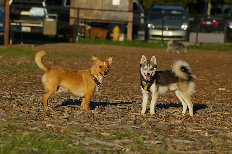 pic 2 alaskan klee kai standing with short dog