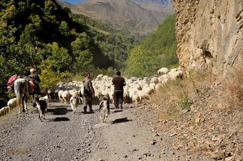 pic 2 caucasian shepherds and sheep